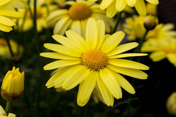 Arnica Flower Absolute