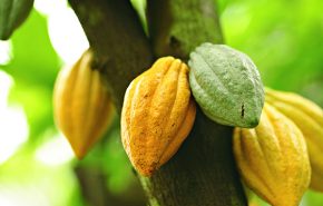 Cacao Assoluta