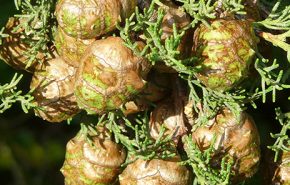 Cypress White Essential Oil