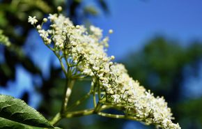 Elderflower CO2 ORGANIC (SELECT)