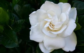 Assoluta di Gardenia