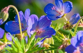 Geranium Essential Oil CHINESE