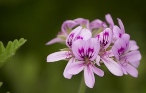 Geranium Bourbon