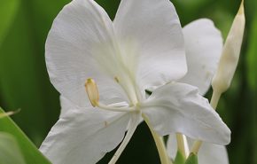 Ginger Lily Essential Oil