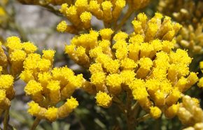 Helichrysum Italicum CORSICA