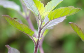 Holy Basil ORGANIC Essential Oil