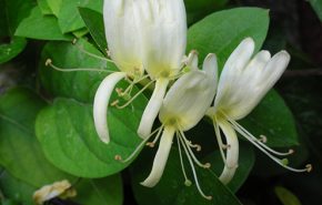 Honeysuckle Extrait from Enfleurage