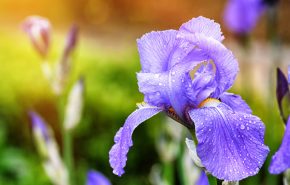 Iris Assoluta