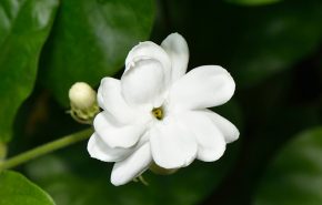 Gelsomino Sambac Assoluta (Jasminum sambac)
