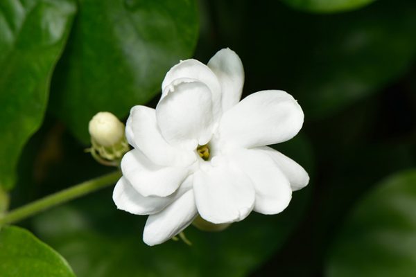 Gelsomino Sambac Assoluta (Jasminum sambac)