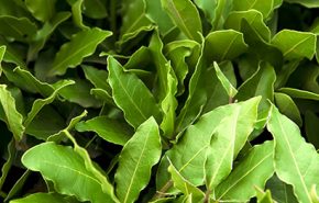 Laurel Leaf Essential Oil (Sweet Bay)