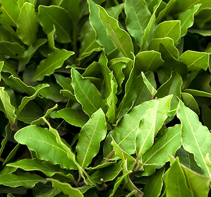 Laurel Leaf Essential Oil (Sweet Bay)