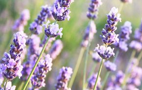 Lavender AOC Essential Oil