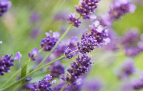 Lavender BP Essential Oil