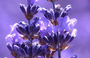 Assoluta di lavanda