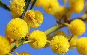 Mimosa Absolute ( Acacia dealbata )