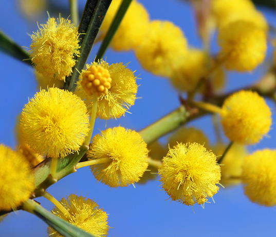 Mimosa Absolute ( Acacia dealbata )