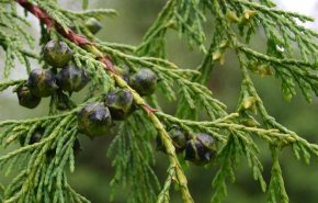 Nootka Tree Essential Oil Molecular Distilled