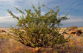 Opoponax Essential Oil (ETHIOPIA)