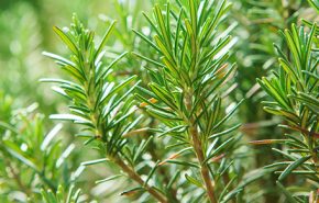 Rosemary Organic Essential Oil