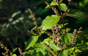 Patchouli Dark ORGANIC Essential Oil