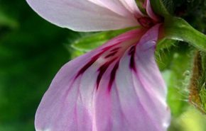 Geranium Essential Oil EGYPTIAN