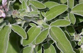 Sage Triloba CO2 (SELECT)