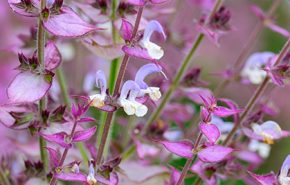 Clary Sage Absolute RUSSIAN