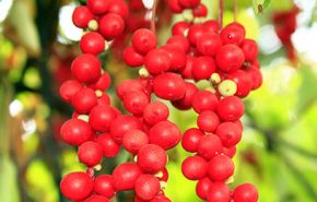 Schisandra Berries CO2 (TOTAL)