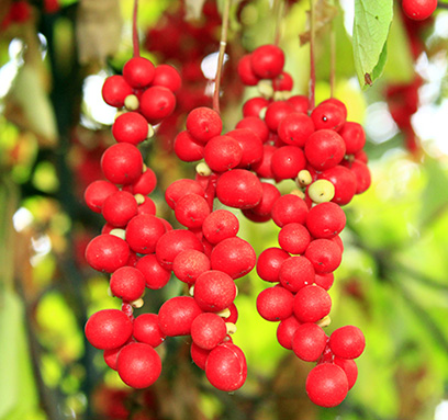 Schisandra Berries CO2 (TOTAL)