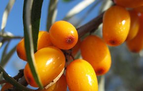 Sea Buckthorn Berries ORGANIC CO2