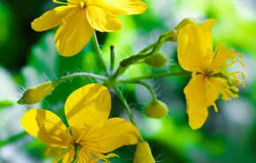 St.John's Wort Essential Oil