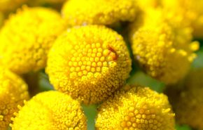 Tansy Blue ORGANIC Essential Oil