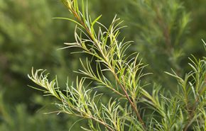 Tea Tree ORGANIC Essential Oil