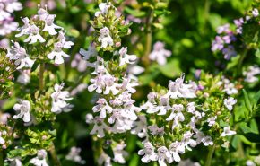 Thyme White ORGANIC Essential Oil