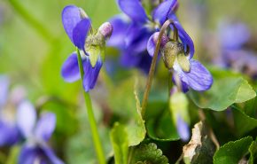 Assoluta di foglia di violetta