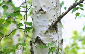 White Birch Essential Oil (Rectified)