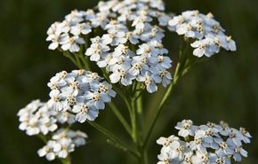 Yarrow CO2 ORGANIC (TOTAL)