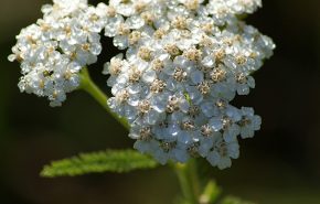 Yarrow Essential Oil ENGLISH (BLUE)