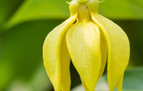 Ylang Ylang Extra ORGANIC