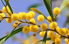 assoluta di mimosa