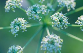 Carrot Seed Essential Oil