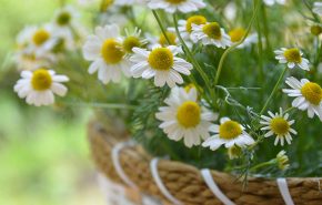 Chamomile Absolute (ROMAN)