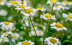 Chamomile Roman Essential Oil