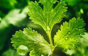 Coriander Leaf (Cilantro) Essential Oil