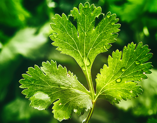 Coriander Leaf (Cilantro) Essential Oil