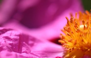 Cistus Essential Oil (ROCK ROSE)