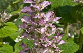 Clary Sage Essential Oil