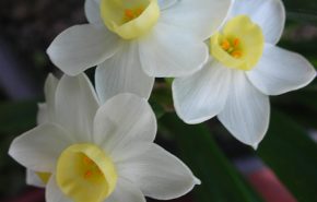 Daffodil Tazetta Extrait from Enfleurage
