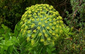 Galbanum Essential Oil